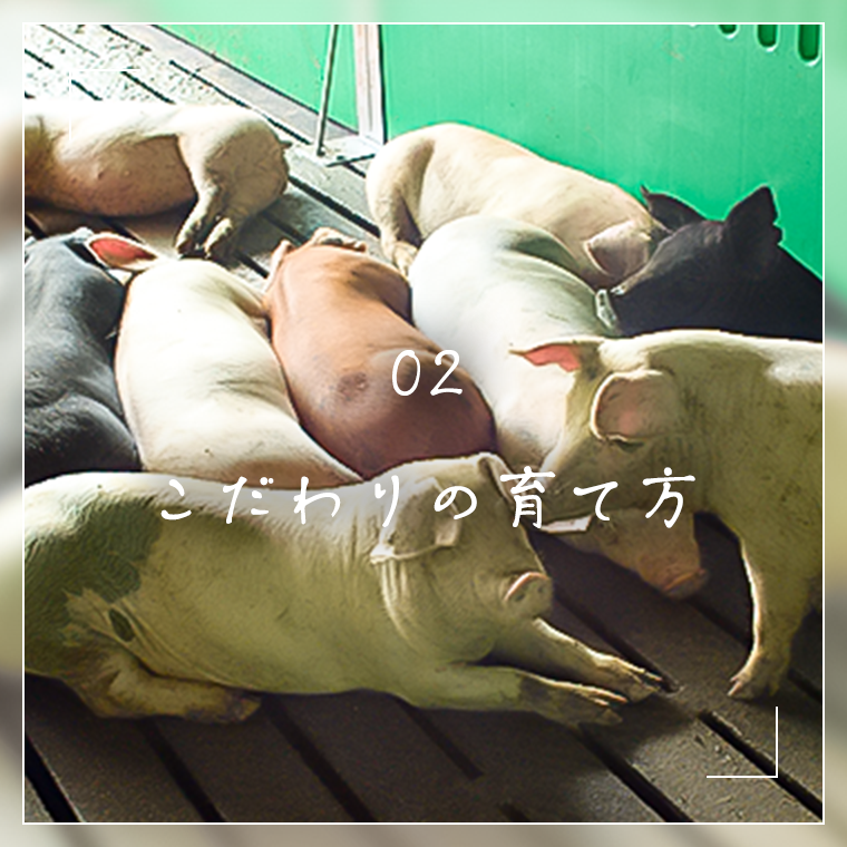 こだわりん育て方